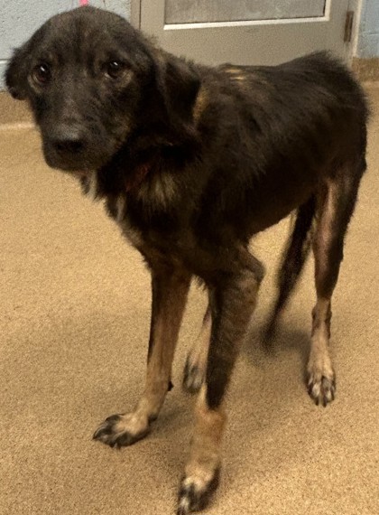 Shelter Stray Female Dog last seen Near Trenton St SE Atlanta, 30316,, 30316, GA, 3280 Chamblee Dunwoody Rd, Chamblee, GA 30341, USA