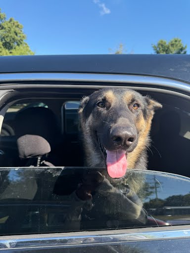 Shelter Stray Male Dog last seen Near Brookhaven Ave Atlanta, GA 30319, 30319, GA, 3280 Chamblee Dunwoody Rd, Chamblee, GA 30341, USA