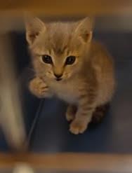 Shelter Stray Unknown Cat last seen Near Blantyre Blvd Stone mountain GA 30087, 30087, GA, 3280 Chamblee Dunwoody Rd, Chamblee, GA 30341, USA