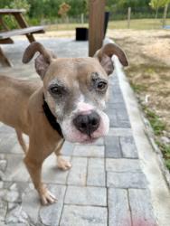 Shelter Stray Female Dog last seen Near Wilson DR SW, Atlanta, GA, 1251 Fulton Industrial Blvd NW, Atlanta, GA 30336, USA