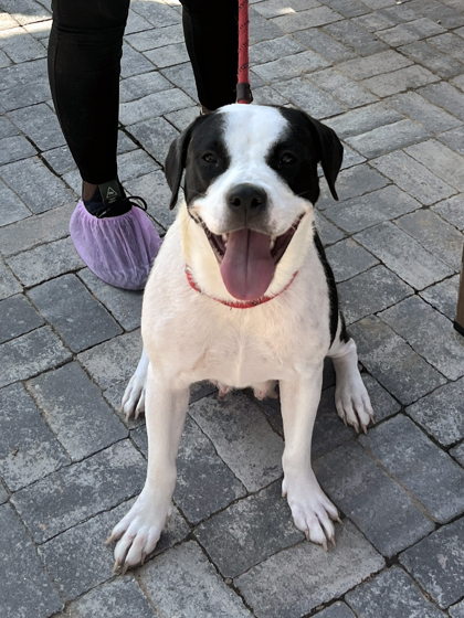 Shelter Stray Female Dog last seen Near Brownlee Rd, Atlanta, GA, 1251 Fulton Industrial Blvd NW, Atlanta, GA 30336, USA