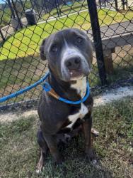 Shelter Stray Male Dog last seen Near beatie ave, Atlanta, GA, 1251 Fulton Industrial Blvd NW, Atlanta, GA 30336, USA