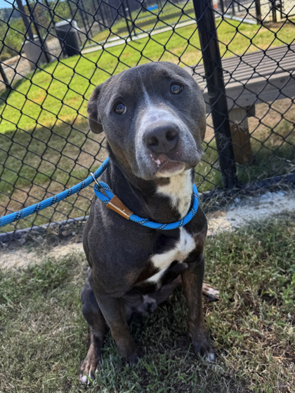 Shelter Stray Male Dog last seen Near beatie ave, Atlanta, GA, 1251 Fulton Industrial Blvd NW, Atlanta, GA 30336, USA