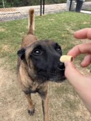 Shelter Stray Male Dog last seen Near Harris st, East Point, GA, 1251 Fulton Industrial Blvd NW, Atlanta, GA 30336, USA