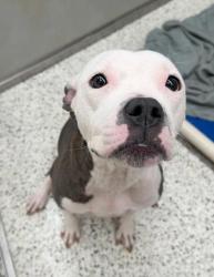 Shelter Stray Female Dog last seen Sawtell ave, Atlanta, GA, 1251 Fulton Industrial Blvd NW, Atlanta, GA 30336, USA