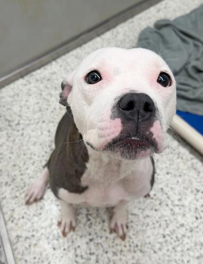 Shelter Stray Female Dog last seen Sawtell ave, Atlanta, GA, 1251 Fulton Industrial Blvd NW, Atlanta, GA 30336, USA