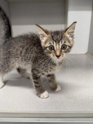 Shelter Stray Male Cat last seen Near clearvue terrace sw, Atlanta, GA, 1251 Fulton Industrial Blvd NW, Atlanta, GA 30336, USA