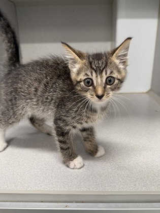 Shelter Stray Male Cat last seen Near clearvue terrace sw, Atlanta, GA, 1251 Fulton Industrial Blvd NW, Atlanta, GA 30336, USA