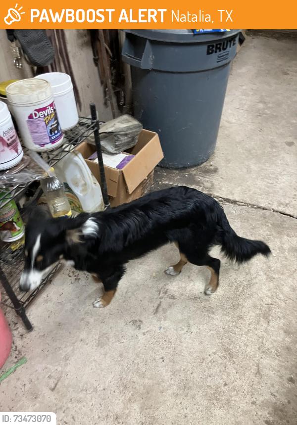 Found/Stray Unknown Dog last seen Hwy 132, Natalia, TX 78059
