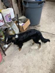 Found/Stray Unknown Dog last seen Hwy 132, Natalia, TX 78059