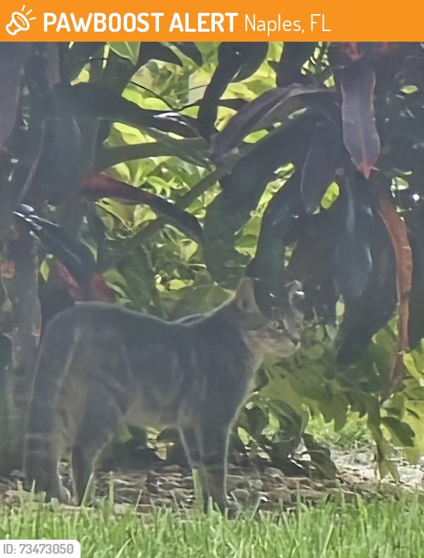 Found/Stray Unknown Cat last seen World Tennis Club off Airport Pulling RD, Naples, FL 34105