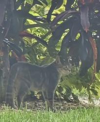 Found/Stray Unknown Cat last seen World Tennis Club off Airport Pulling RD, Naples, FL 34105