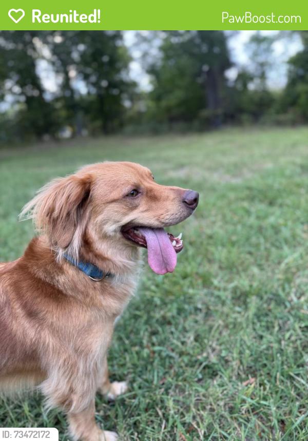 Reunited Male Dog last seen Kim Drive / Johnson Street, High Point, NC 27265
