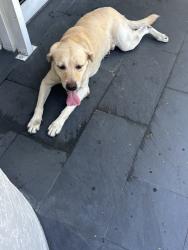 Found/Stray Male Dog last seen 81st & Coral Way, Miami, FL 33155