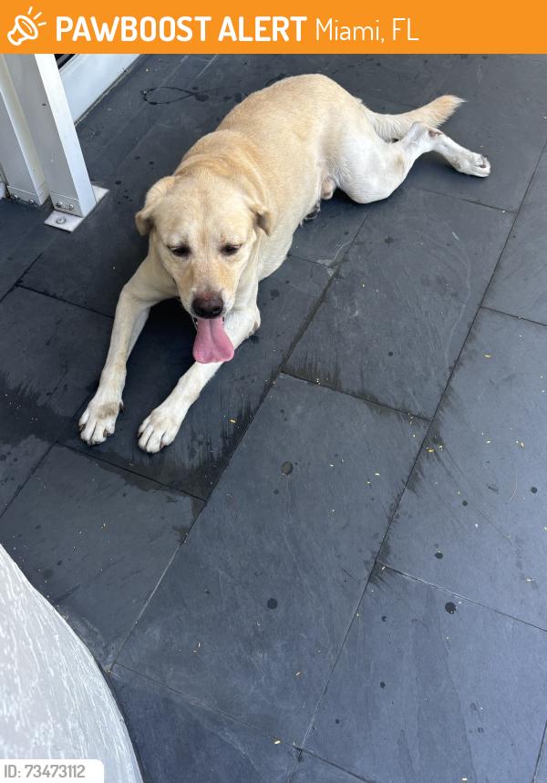 Found/Stray Male Dog last seen 81st & Coral Way, Miami, FL 33155