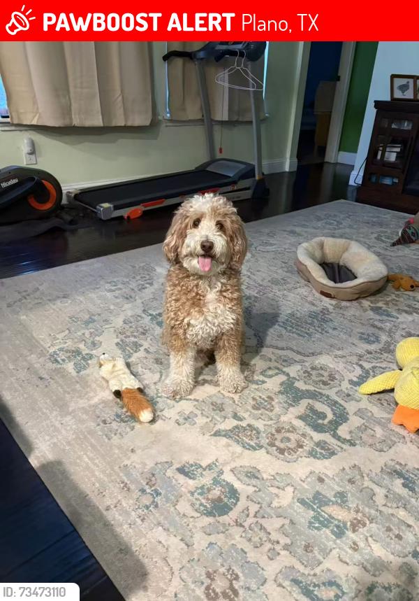 Lost Male Dog last seen W Parker Rd & Ohio Dr, Plano, TX 75093, Plano, TX 75093
