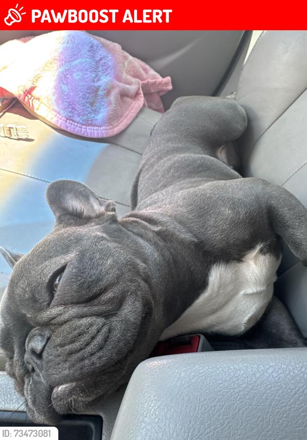 Lost Female Dog last seen 80th west Ave I, Los Angeles County, CA 93536
