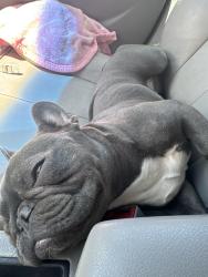 Lost Female Dog last seen 80th west Ave I, Los Angeles County, CA 93536