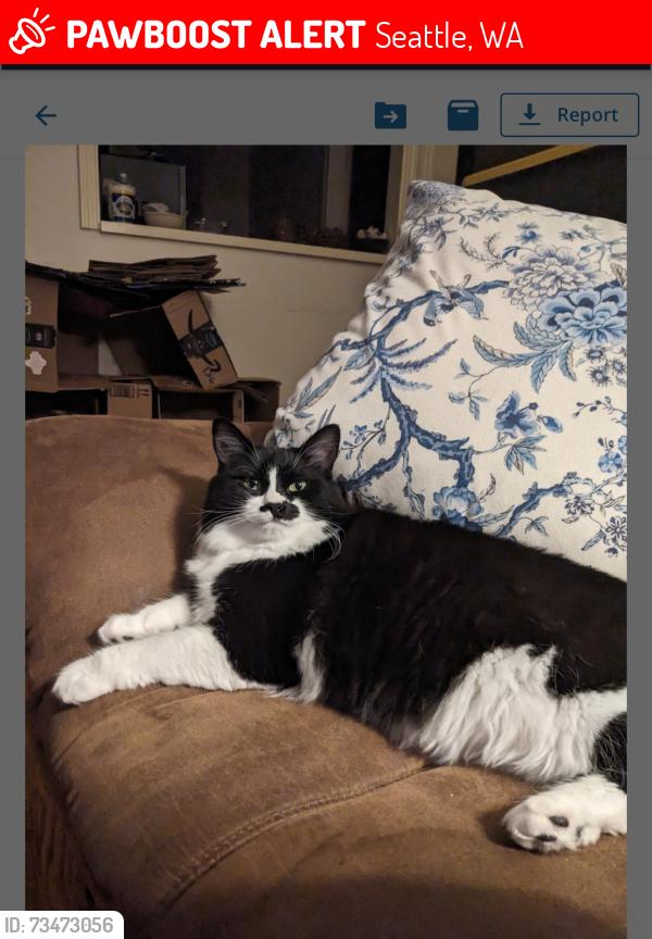 Lost Female Cat last seen Edgewater Apartments Madison Park, Seattle, WA 98112