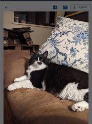 Lost Female Cat last seen Edgewater Apartments Madison Park, Seattle, WA 98112