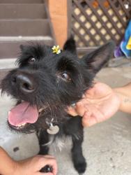 Reunited Male Dog last seen Sago Palm blvd, Kissimmee, FL 34741
