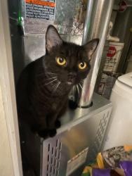 Lost Female Cat last seen Wood dale rd., Wood Dale, IL 60191