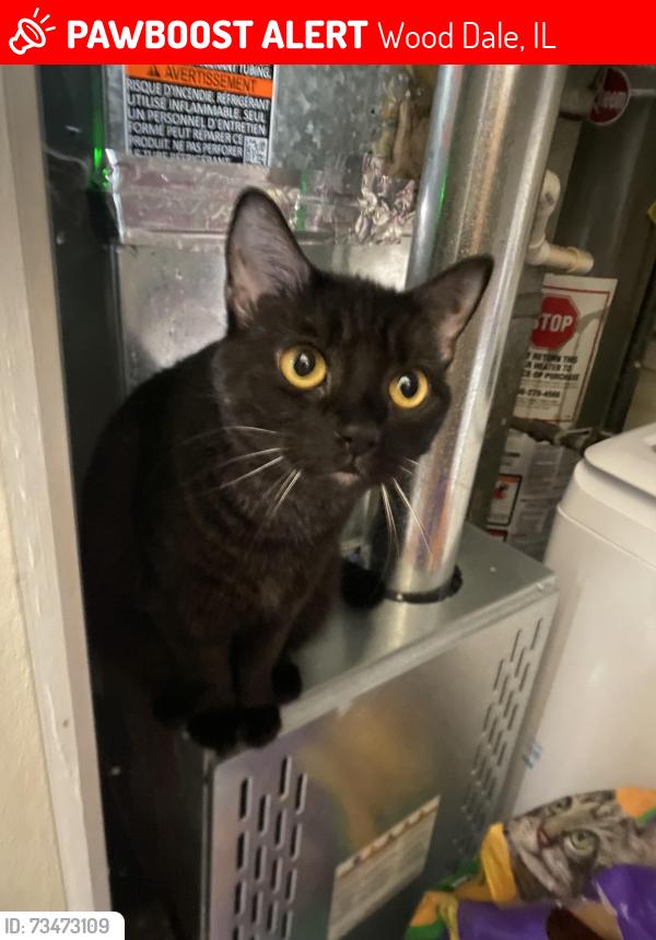 Lost Female Cat last seen Wood dale rd., Wood Dale, IL 60191