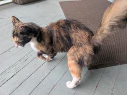 Found/Stray Unknown Cat last seen Glenwood Rd and Avenue H, Brooklyn, NY 11230
