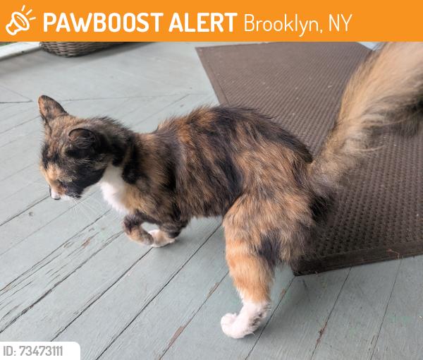 Found/Stray Unknown Cat last seen Glenwood Rd and Avenue H, Brooklyn, NY 11230