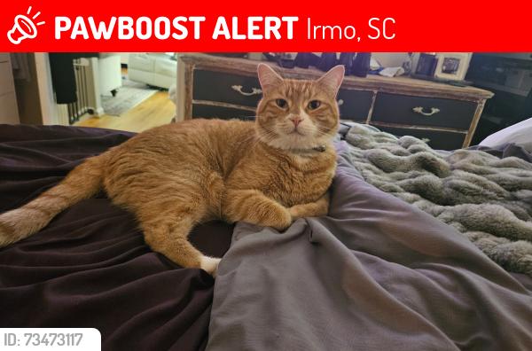 Lost Male Cat last seen Longwood pass and middle creek rd, Irmo, SC 29063