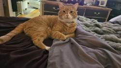 Lost Male Cat last seen Longwood pass and middle creek rd, Irmo, SC 29063