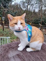 Reunited Male Cat last seen Greenwood St, Villas of Casselberry, Winter Park, Winter Park, FL 32792