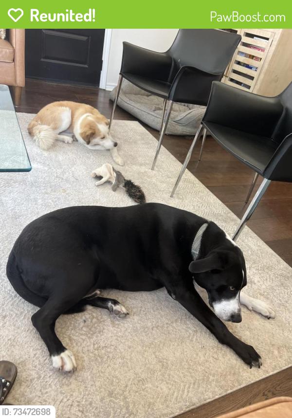 Reunited Male Dog last seen Rendon/Retta Rd and Heritage lane Burleson, tx, Burleson, TX 76028