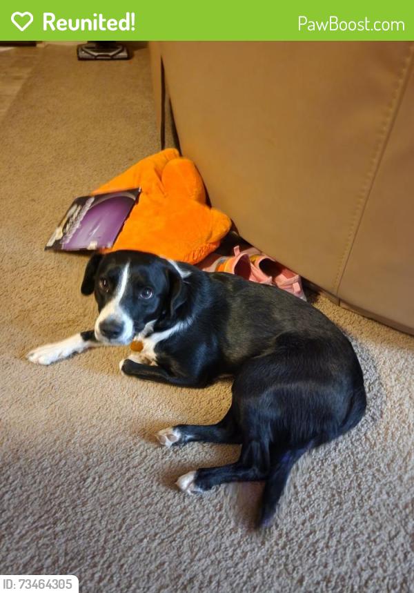 Reunited Female Dog last seen Near S CEDAR AVE, Yuma, AZ 85365