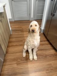 Found/Stray Female Dog last seen Tidwell & N Shepherd, Houston, TX 77091