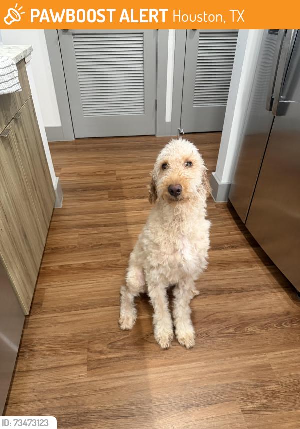 Found/Stray Female Dog last seen Tidwell & N Shepherd, Houston, TX 77091