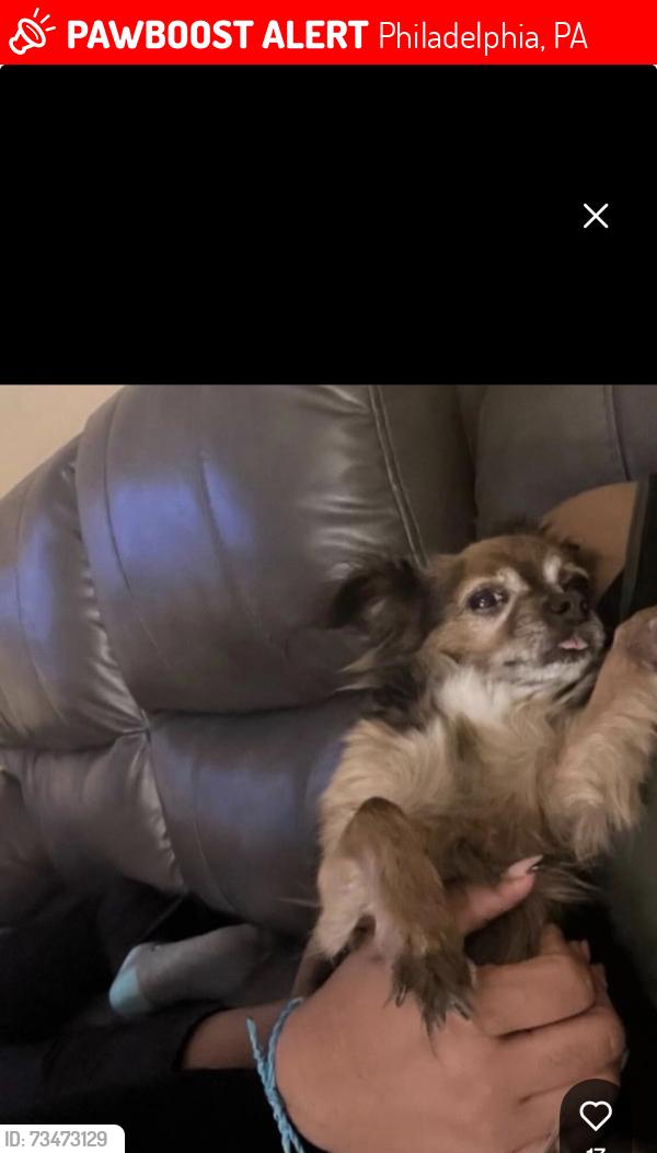 Lost Male Dog last seen 46th st, Philadelphia, PA 19139