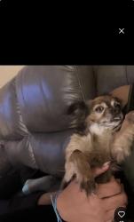 Lost Male Dog last seen 46th st, Philadelphia, PA 19139