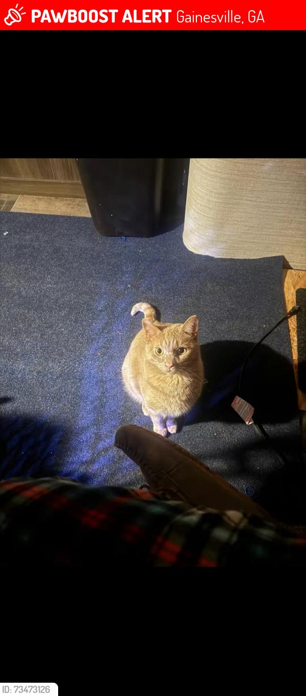 Lost Male Cat last seen Joe Chandler Rd, Gainesville, GA 30501