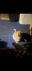 Lost Male Cat last seen Joe Chandler Rd, Gainesville, GA 30501