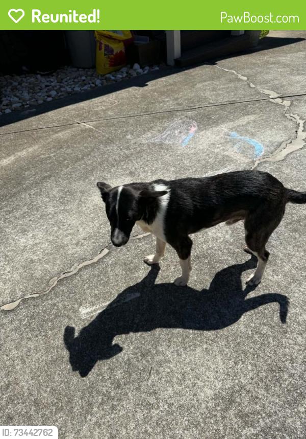 Reunited Male Dog last seen Wydella/Rockbridge, Lilburn, GA 30047