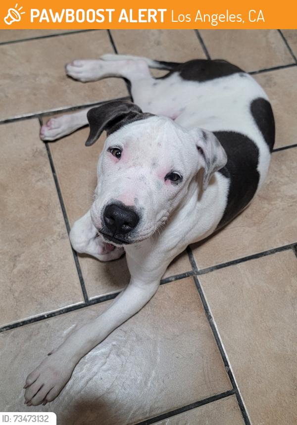 Found/Stray Female Dog last seen Alameda firestorm, Los Angeles, CA 90002