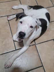 Found/Stray Female Dog last seen Alameda firestorm, Los Angeles, CA 90002