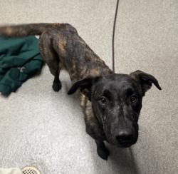 Shelter Stray Female Dog last seen Near S Fig Street, Escondido, CA, 92025, Escondido, CA 92027, USA
