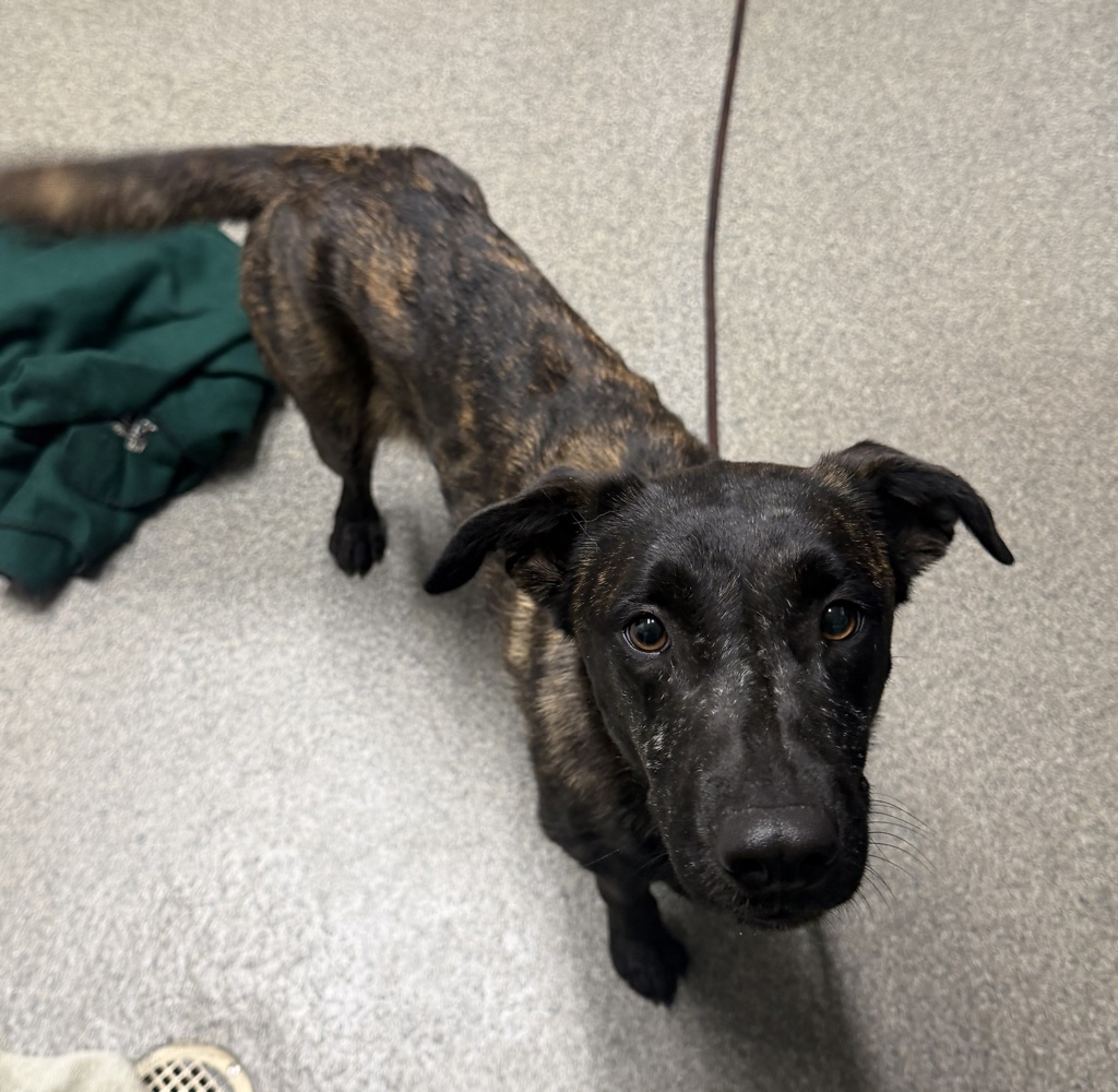 Shelter Stray Female Dog last seen Near S Fig Street, Escondido, CA, 92025, Escondido, CA 92027, USA