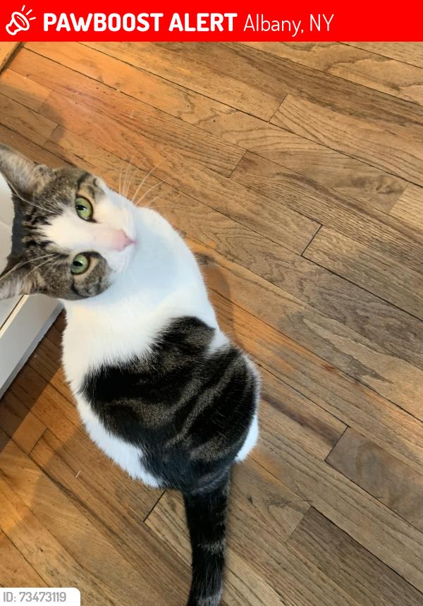Lost Male Cat last seen Phillip Street Park, Albany, NY 12202