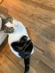 Lost Male Cat last seen Phillip Street Park, Albany, NY 12202