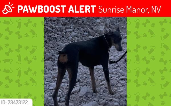 Lost Female Dog last seen Lake mead and Hollywood, Sunrise Manor, NV 89156