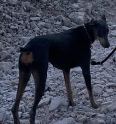 Lost Female Dog last seen Lake mead and Hollywood, Sunrise Manor, NV 89156
