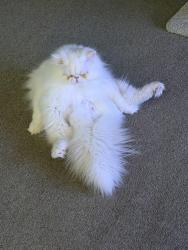 Reunited Male Cat last seen Bedford Euless Road, North Richland Hills, TX 76180